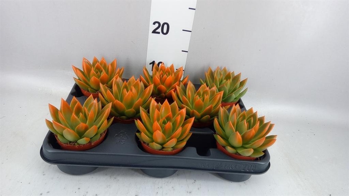 <h4>Echeveria  'Miranda'</h4>