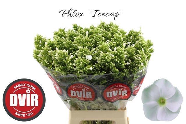 <h4>PHLOX P ICECAP</h4>