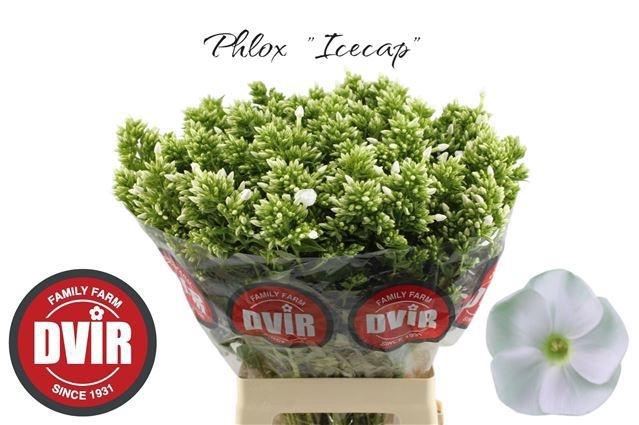 <h4>Phlox P Icecap</h4>