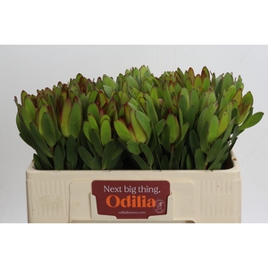 Leucadendron Goldstrike