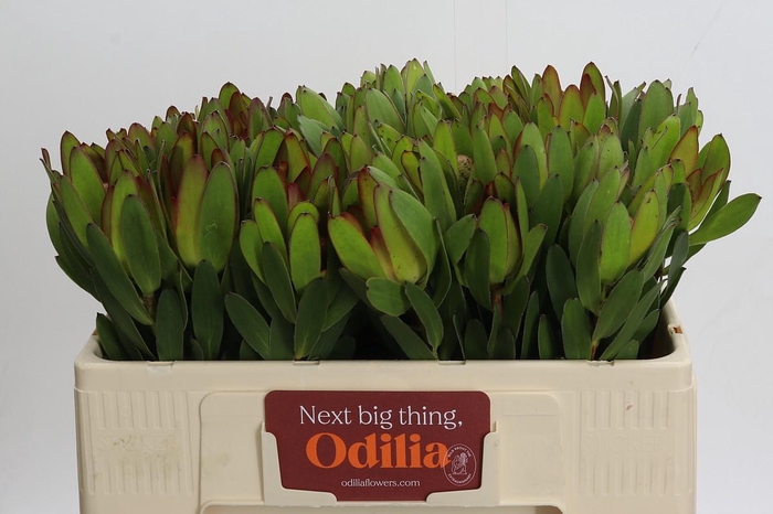 <h4>Leucadendron Goldstrike</h4>