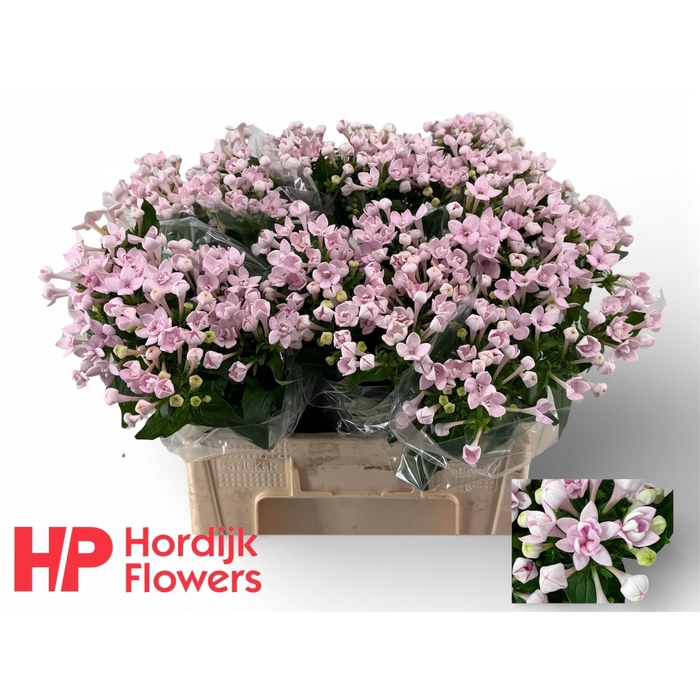 <h4>BOU DU PRINCIE IMP</h4>