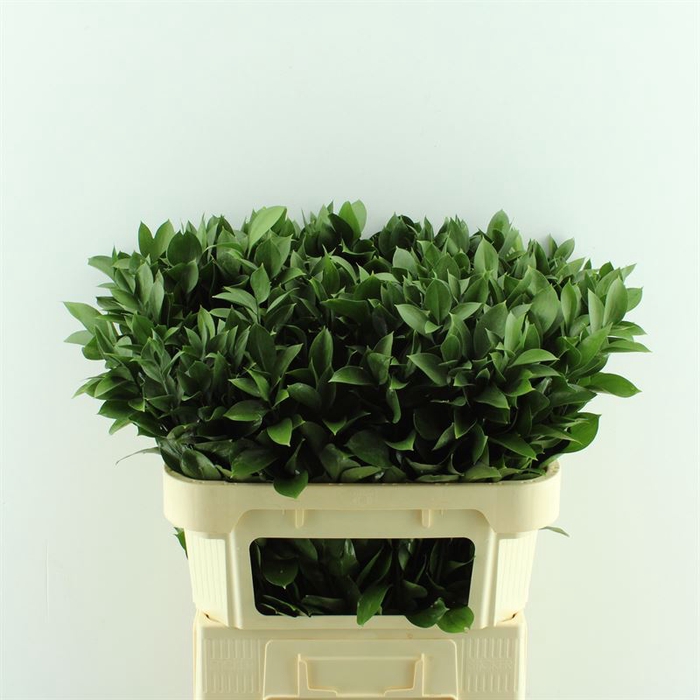 <h4>RUSCUS HYPOPHYLLUM</h4>