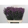 Aster Baby Pink