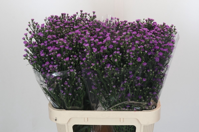 Aster Baby Pink