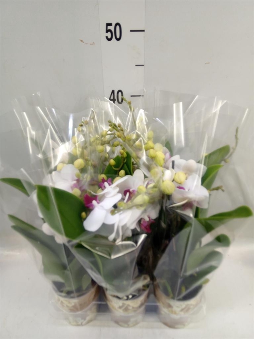 <h4>Phalaenopsis multi. 'FC Safe Haven'</h4>