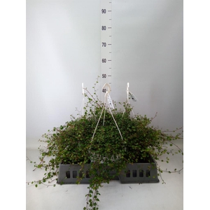 Muehlenbeckia com. 'Mao'ri'