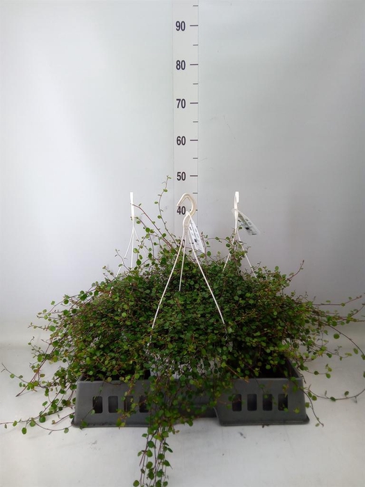 <h4>Muehlenbeckia com. 'Mao'ri'</h4>