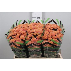 Chr S Ellison Salmon