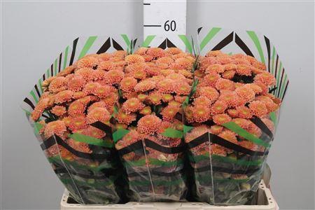 <h4>Chr S Ellison Salmon</h4>