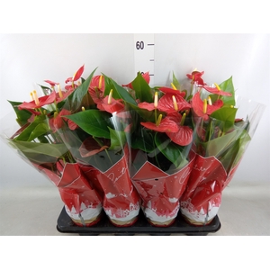 Anthurium andr. 'Esudo'