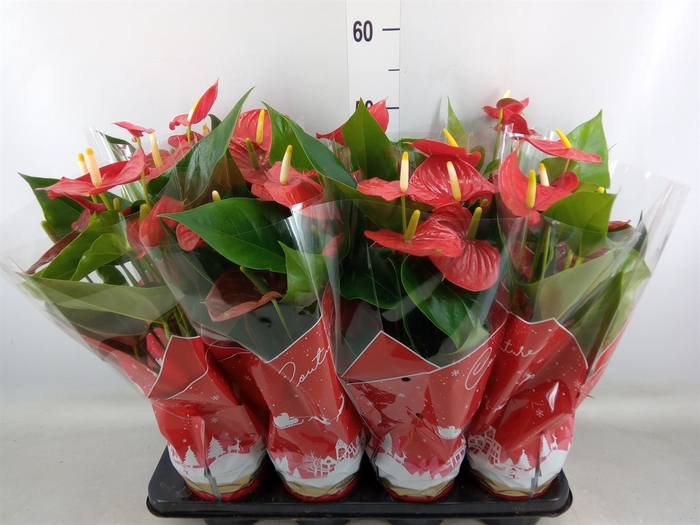 <h4>Anthurium andr. 'Esudo'</h4>