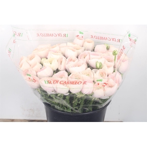 Ran... Su Hanoi Super