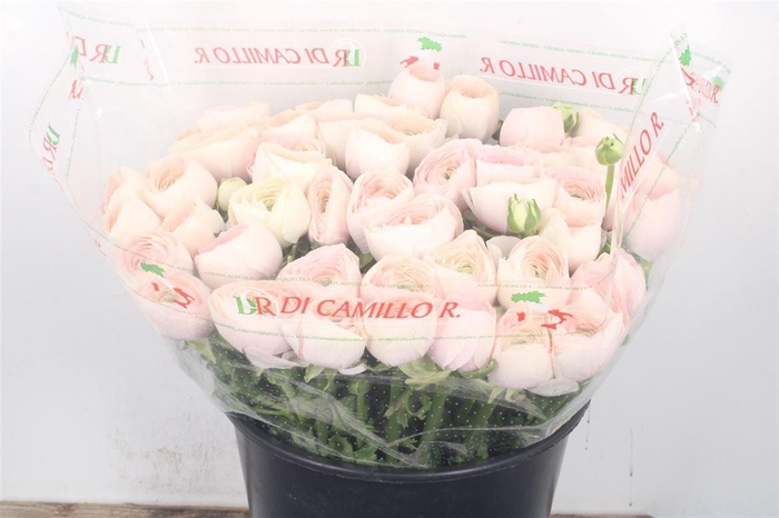 <h4>Ran... Su Hanoi Super</h4>