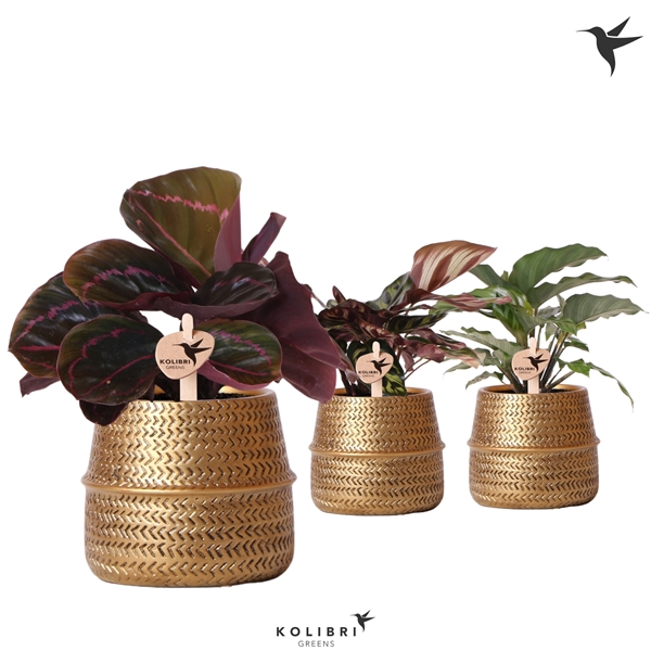 <h4>Kolibri Greens Calathea mix in Groove pot gold</h4>