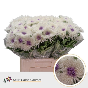 Chrysanthemum PL   ...colored H%