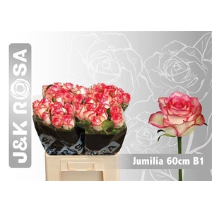 R GR JUMILIA 22222