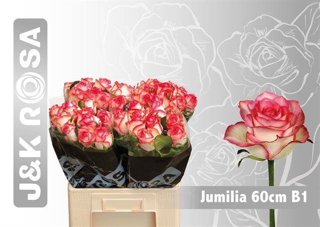 <h4>R GR JUMILIA 22222</h4>