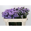 Limonium sinuatum Martin Blue