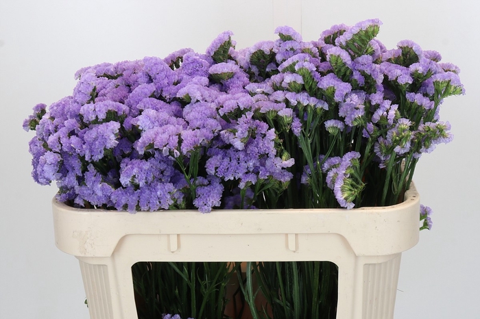 Limonium sinuatum Martin Blue