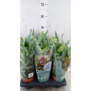 Phlebodium aureum 'Blue Star'