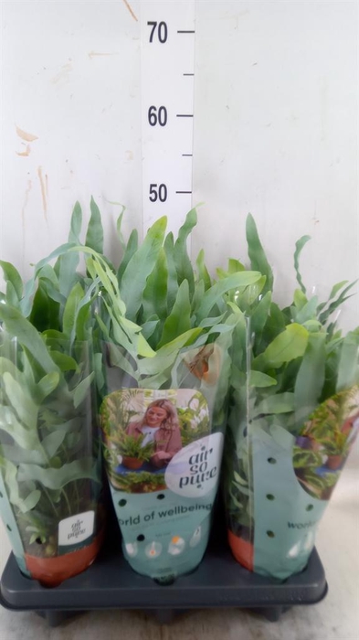 <h4>Phlebodium aureum 'Blue Star'</h4>