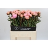 Paeonia Albert Crousse