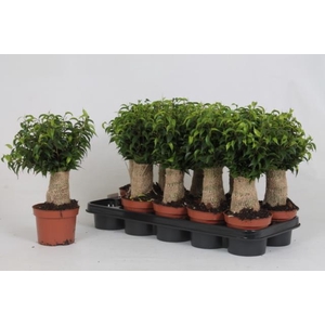 Ficus benjamina Natasja 12Ø 33cm 3pp