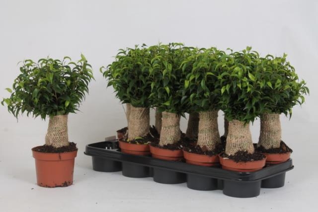 Ficus benjamina Natasja 12Ø 33cm 3pp