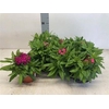 arr8 Dianthus B Ba Gem
