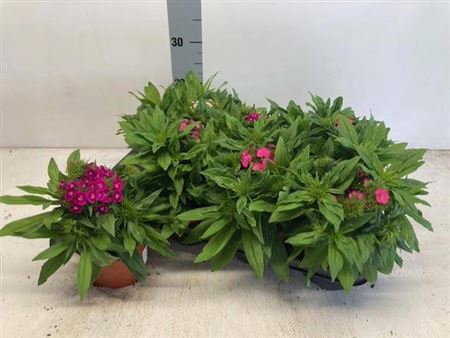 arr8 Dianthus B Ba Gem