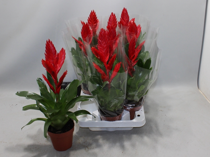 <h4>VRIES TWINKLE</h4>