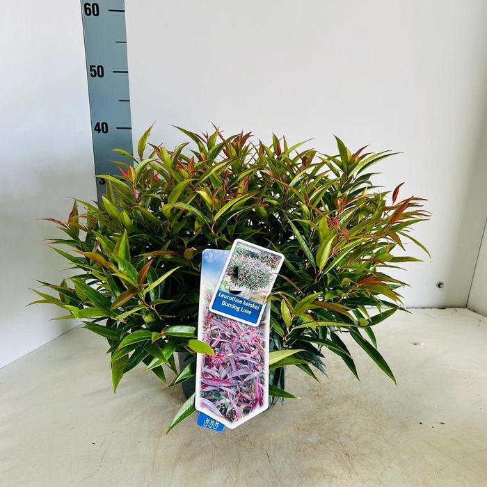 <h4>Leucothoe Burning Love</h4>