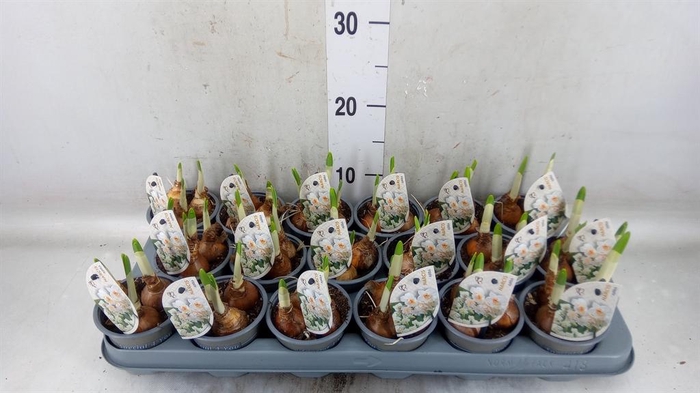 <h4>Narcissus DU 'Abba'</h4>