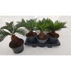 Cycas Revoluta