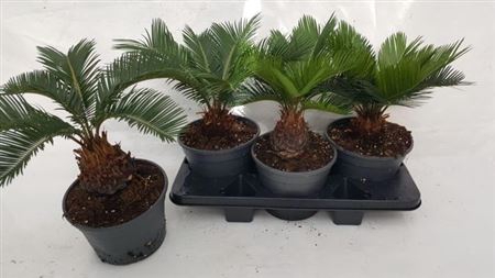 Cycas Revoluta