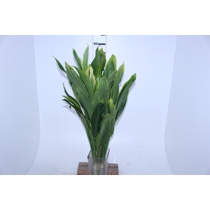FOLHAGEM DRACENA ALBA