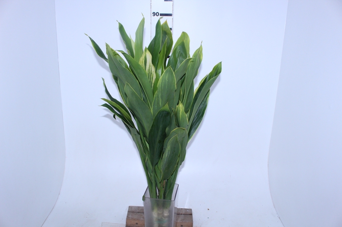 FOLHAGEM DRACENA ALBA