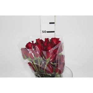 ROSA SAMOURAI 050 CM ESTUFA