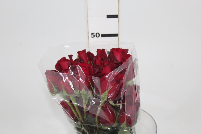 <h4>ROSA SAMOURAI 050 CM ESTUFA</h4>