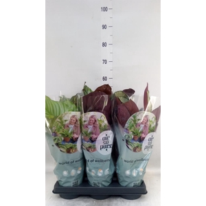 Calathea roseopicta   ...mix