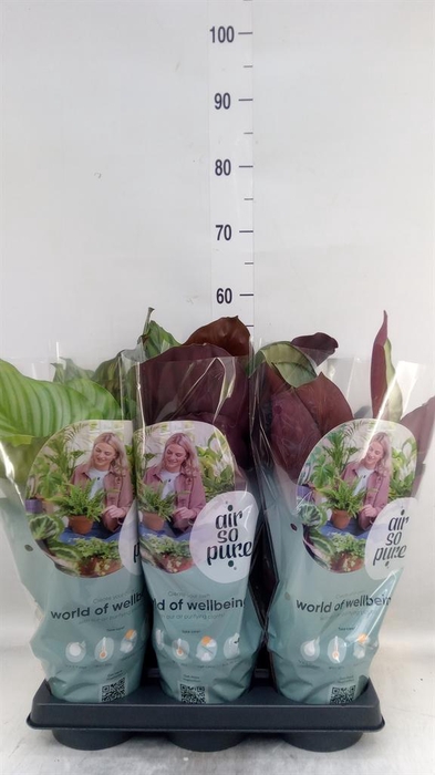<h4>Calathea roseopicta   ...mix</h4>