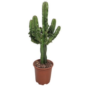 Euphorbia Eritrea (no Globalg.a.p. Lot)
