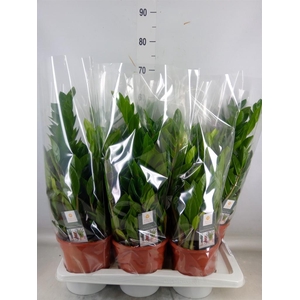 Zamioculcas zamiifolia