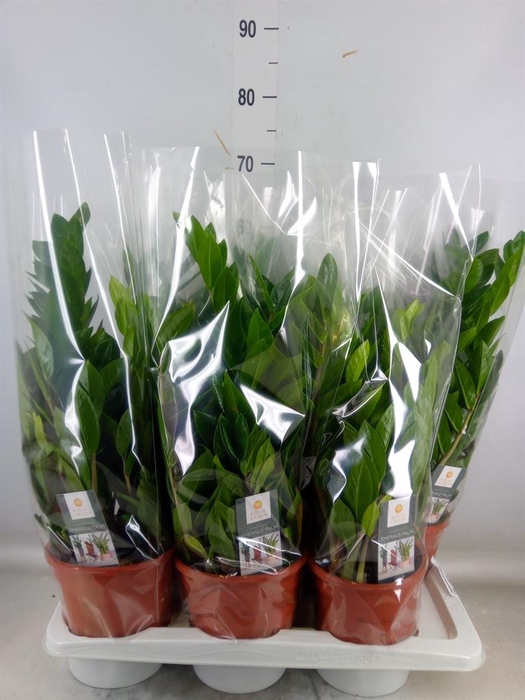 <h4>Zamioculcas zamiifolia</h4>