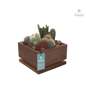 The Lighting Garden LED vierkant donker bruin Large met Cactussen