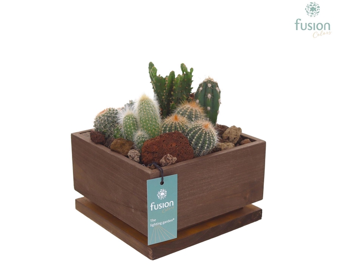 <h4>The Lighting Garden LED vierkant donker bruin Large met Cactussen</h4>