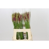 Nerine Mister Nick