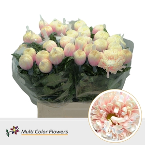 Chrysanthemum PL 'Antonov'  .col H%