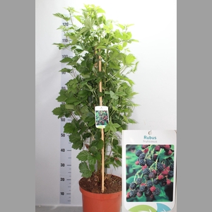 Rubus fruticosus